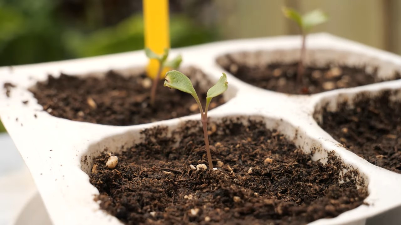 Blumenkohl im Garten anbauen