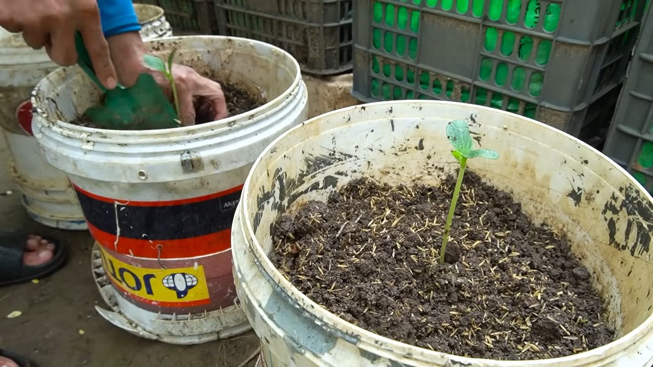 Zucchini Anbau im Garten
