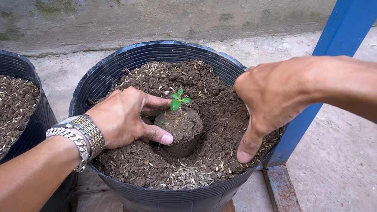 Hängemelonen selber ziehen