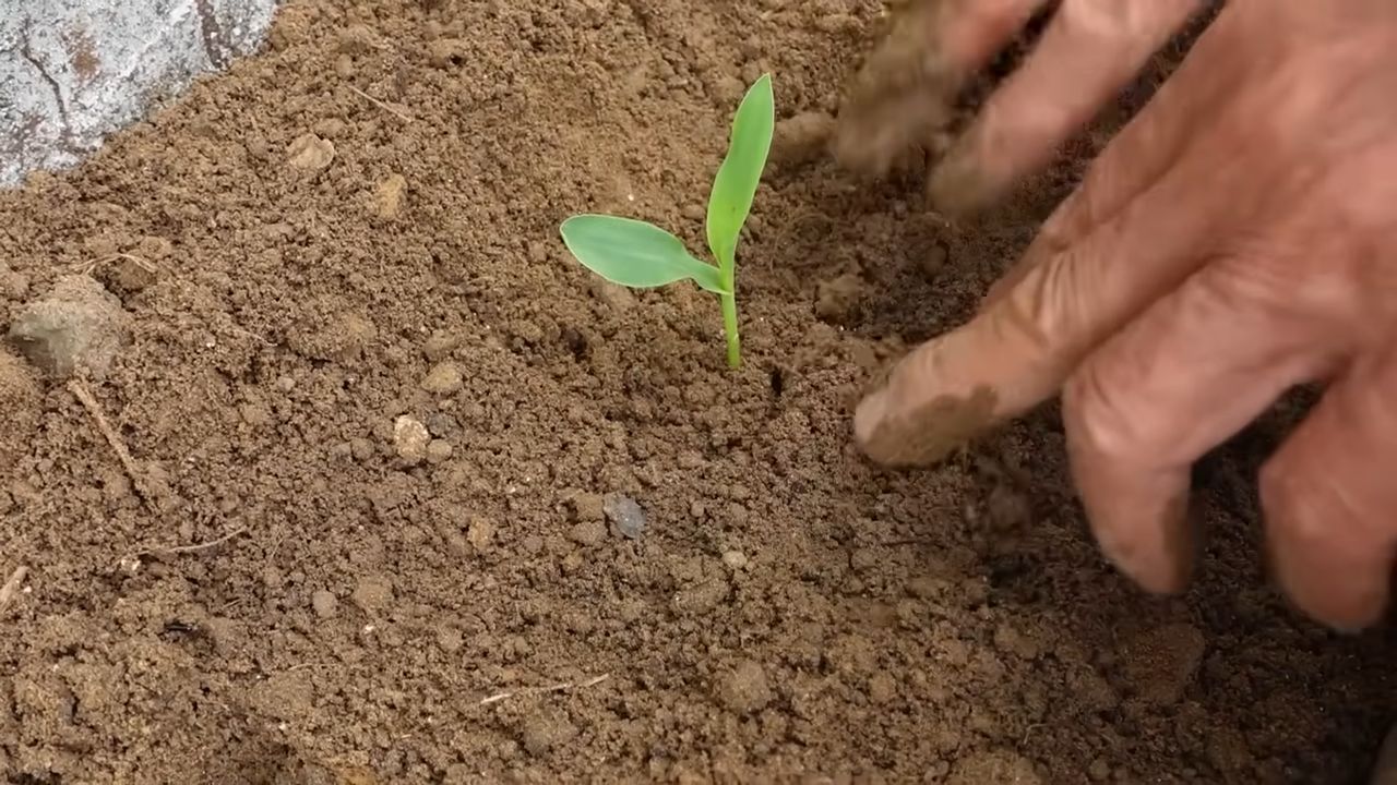 Küchengarten Mais anbauen