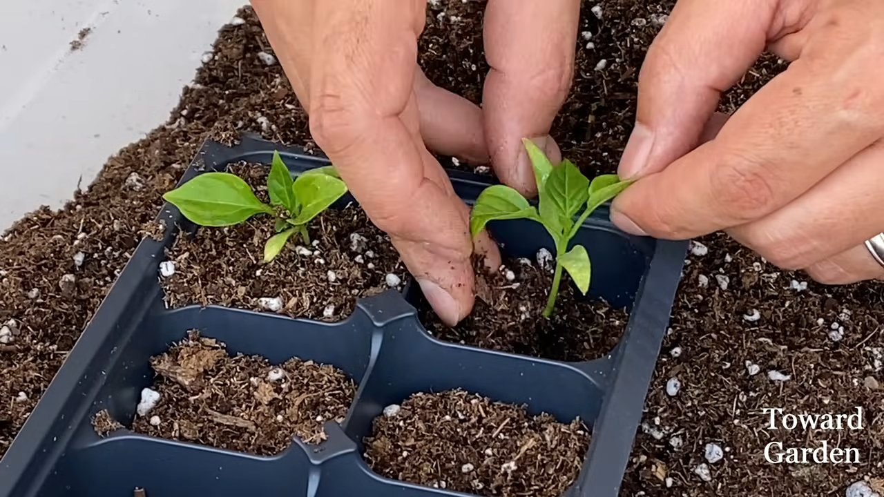 Paprika Anbau Kleiner Raum