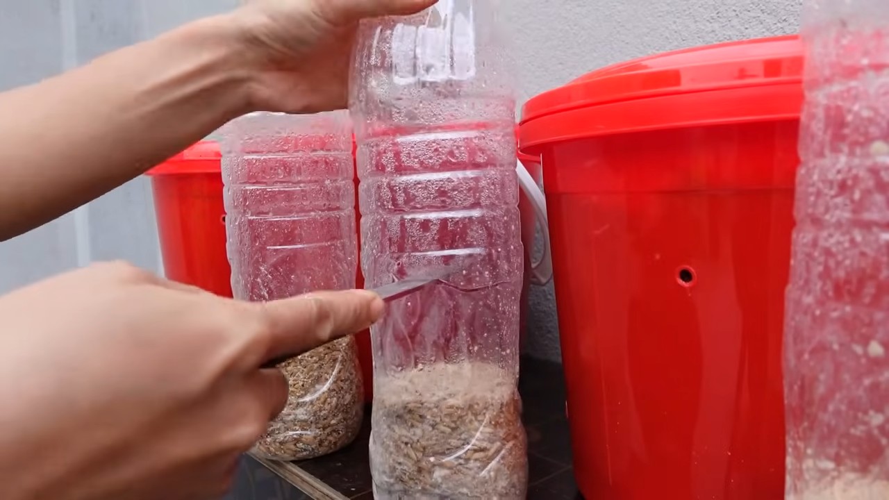 Pilzzuchtset für Anfänger