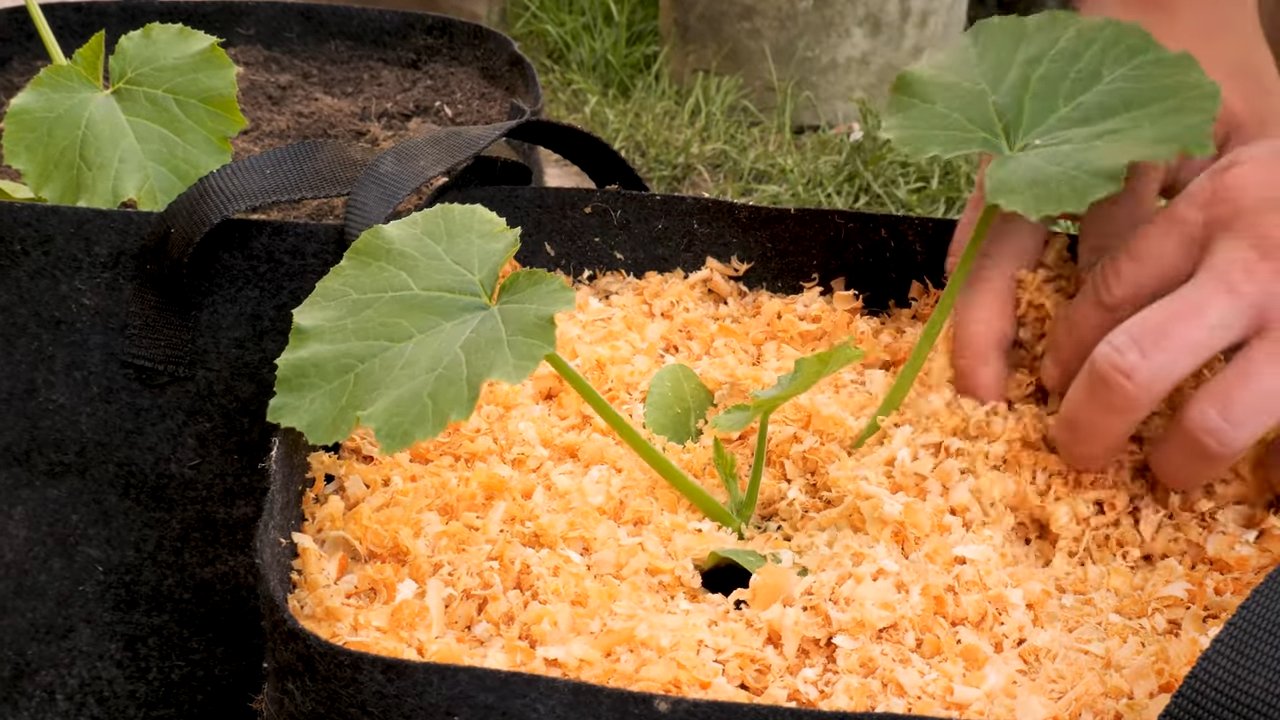 Zucchini Anbauen im Pflanzsack