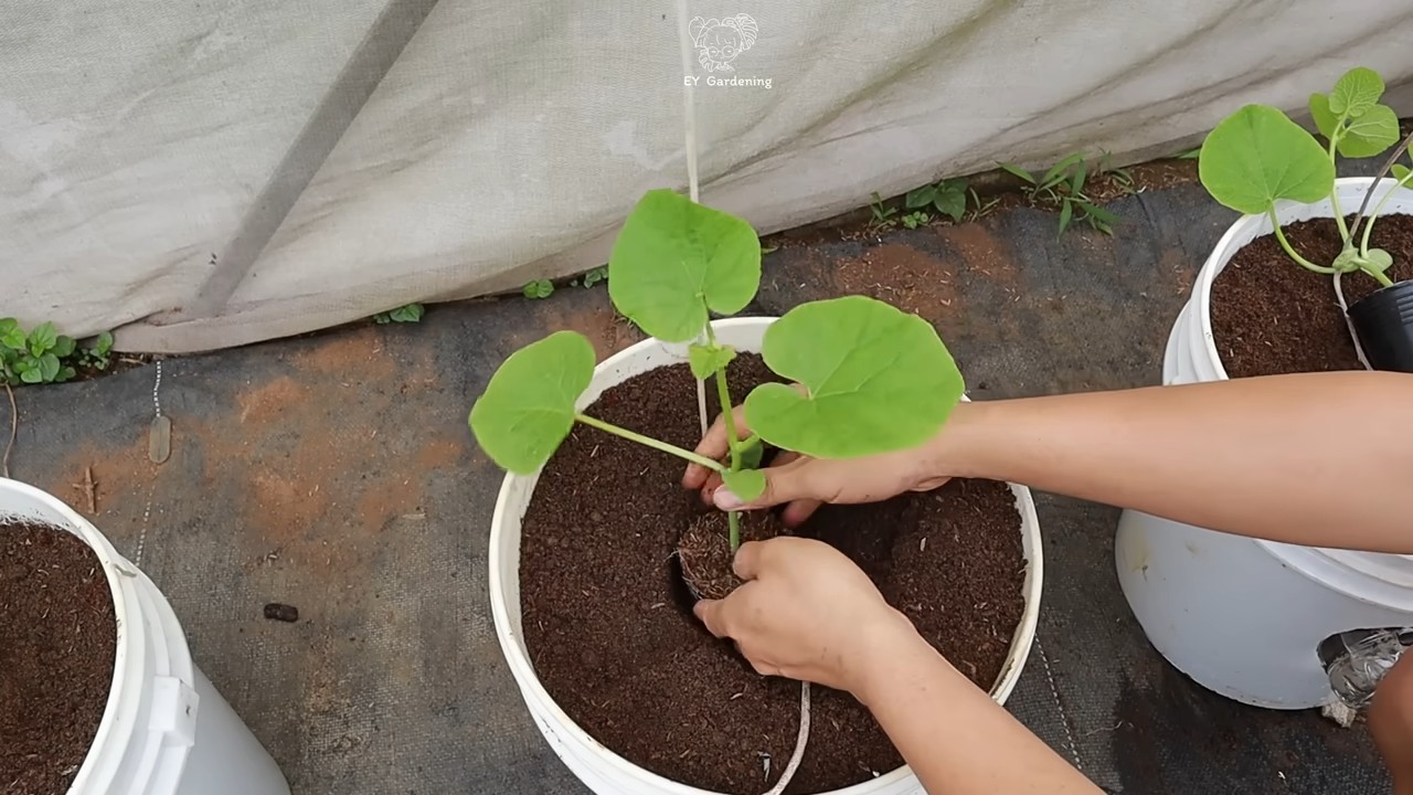 Melonen Anbau Hängend DIY