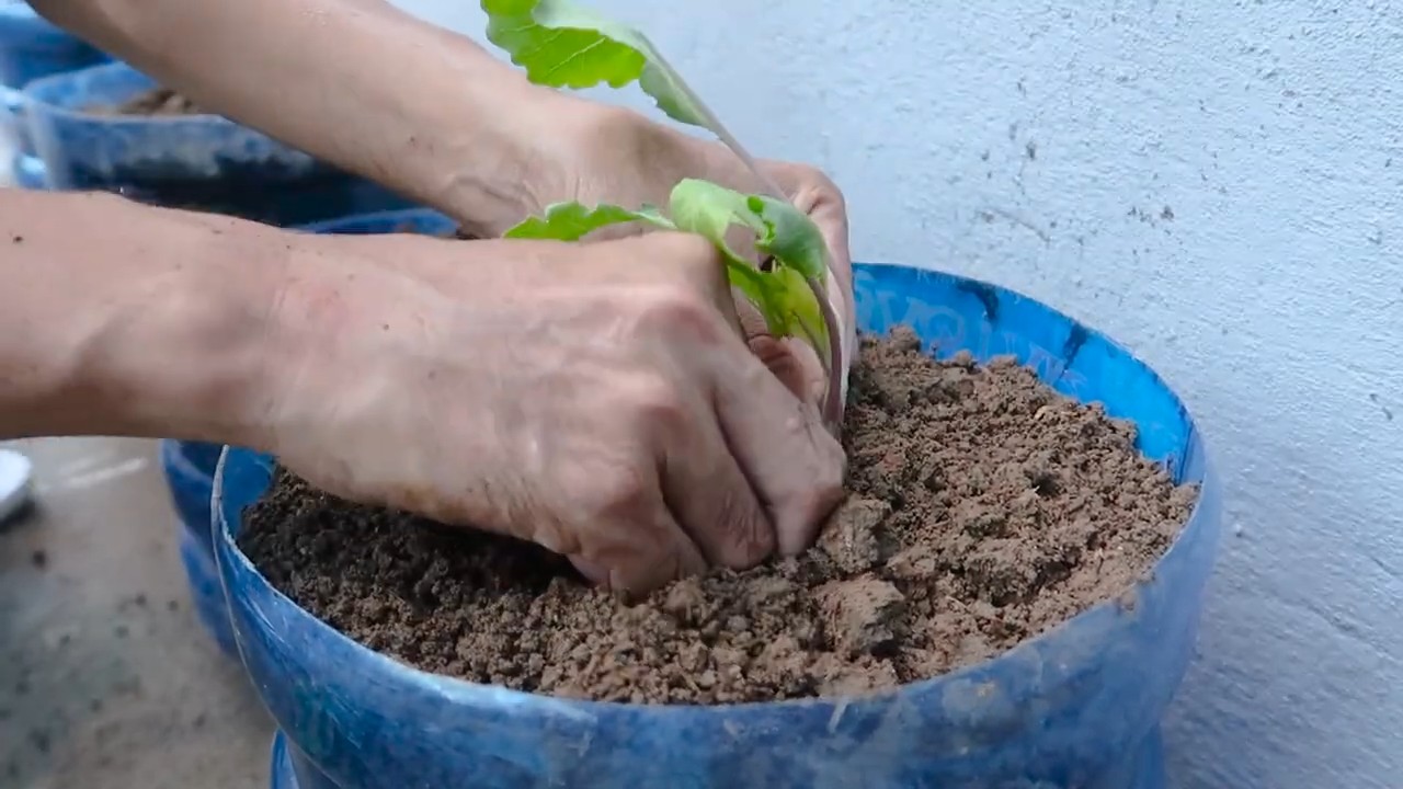 Kohlrabi Anbau Plastikflaschen DIY