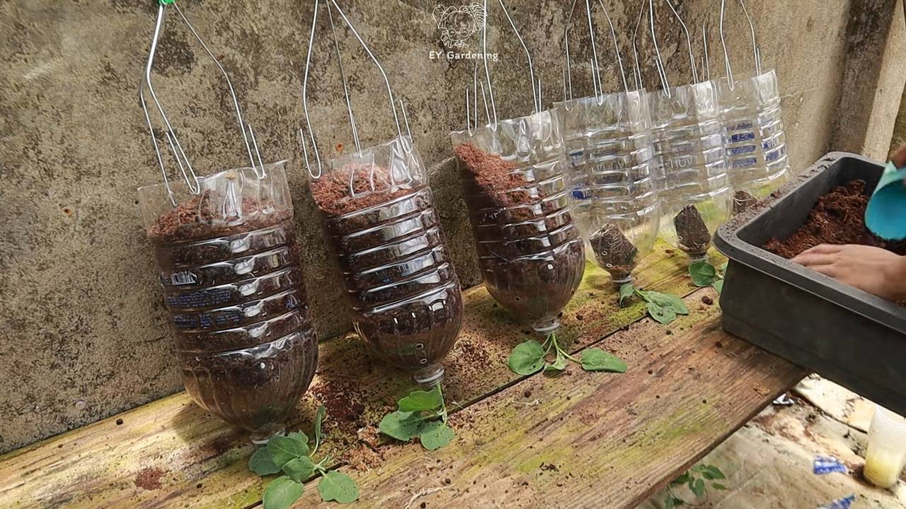 Weiße Aubergine Flasche Garten