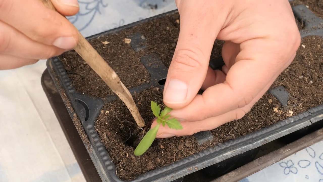 Ringelblumen selbst anziehen
