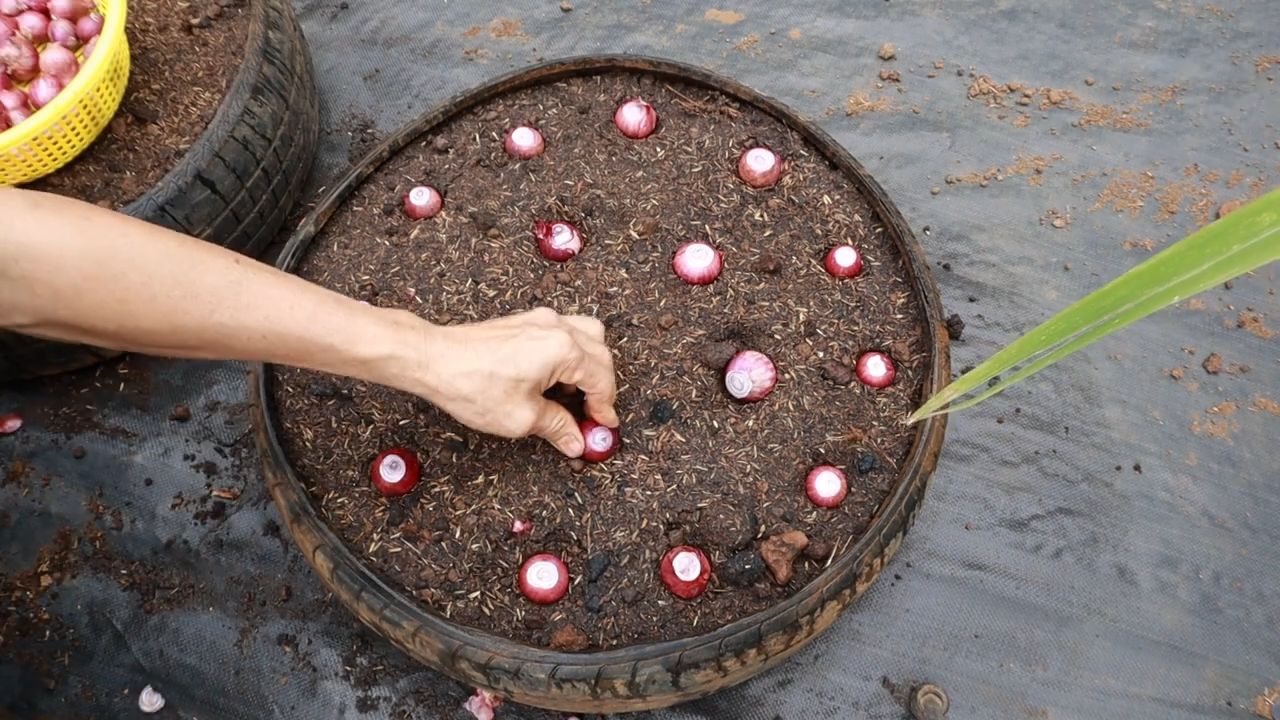 Zwiebeln anbauen: Gesunde Knollen