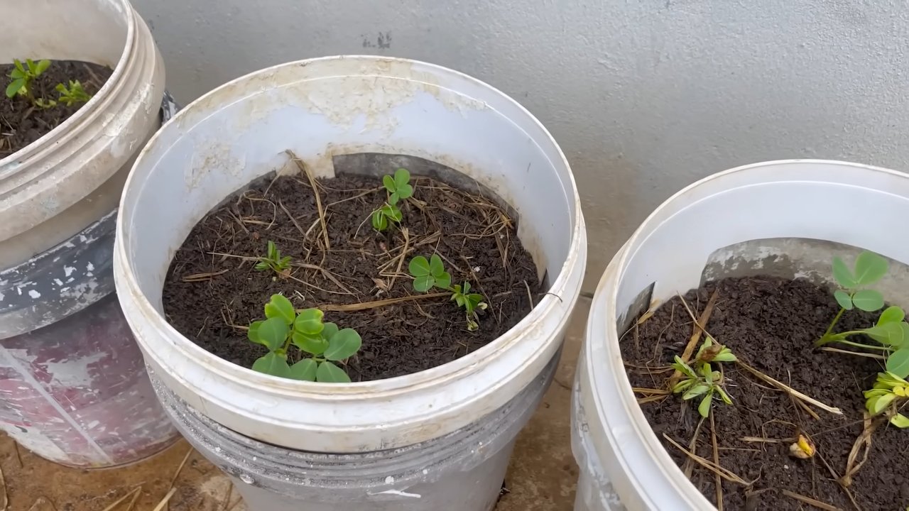 Erdnüsse ohne Garten ernten