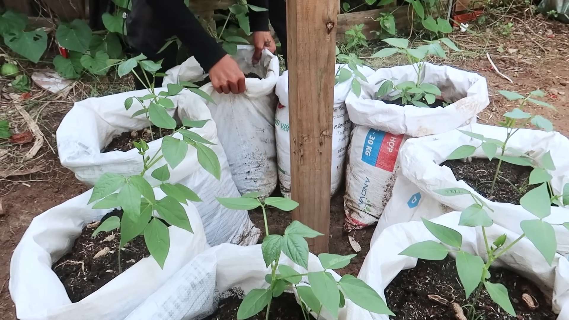 Lange Bohnen Anbau im Garten