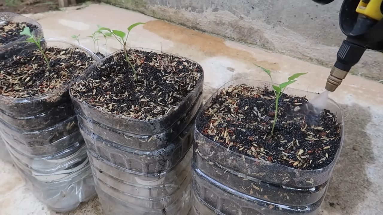 Paprika Anbau in Flaschen