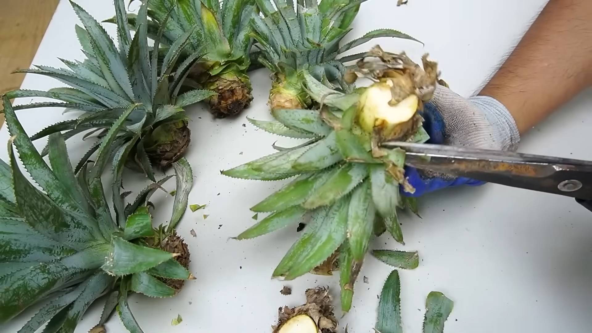 Ananas zu Hause ziehen