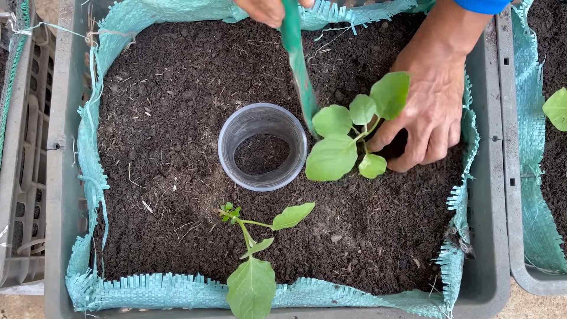 Auberginen Trick Zeit sparen