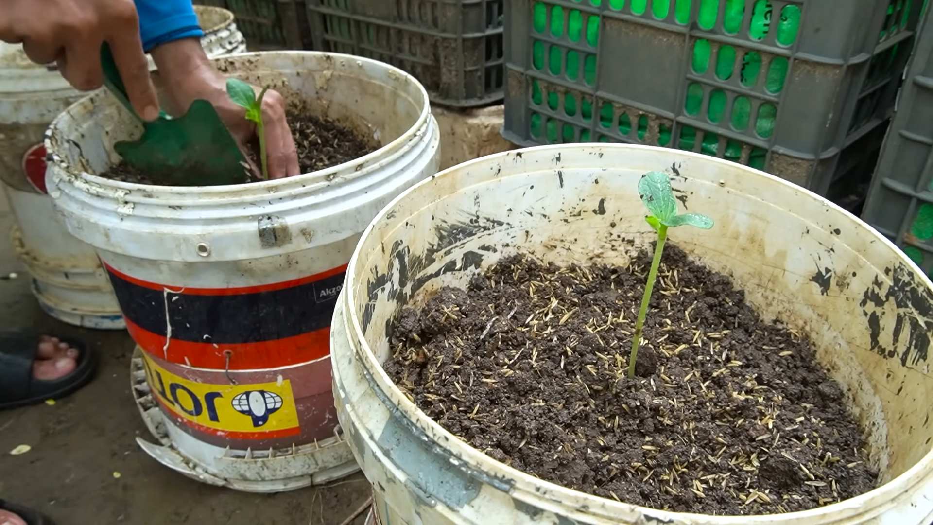 Größere Zucchini Gartentipp