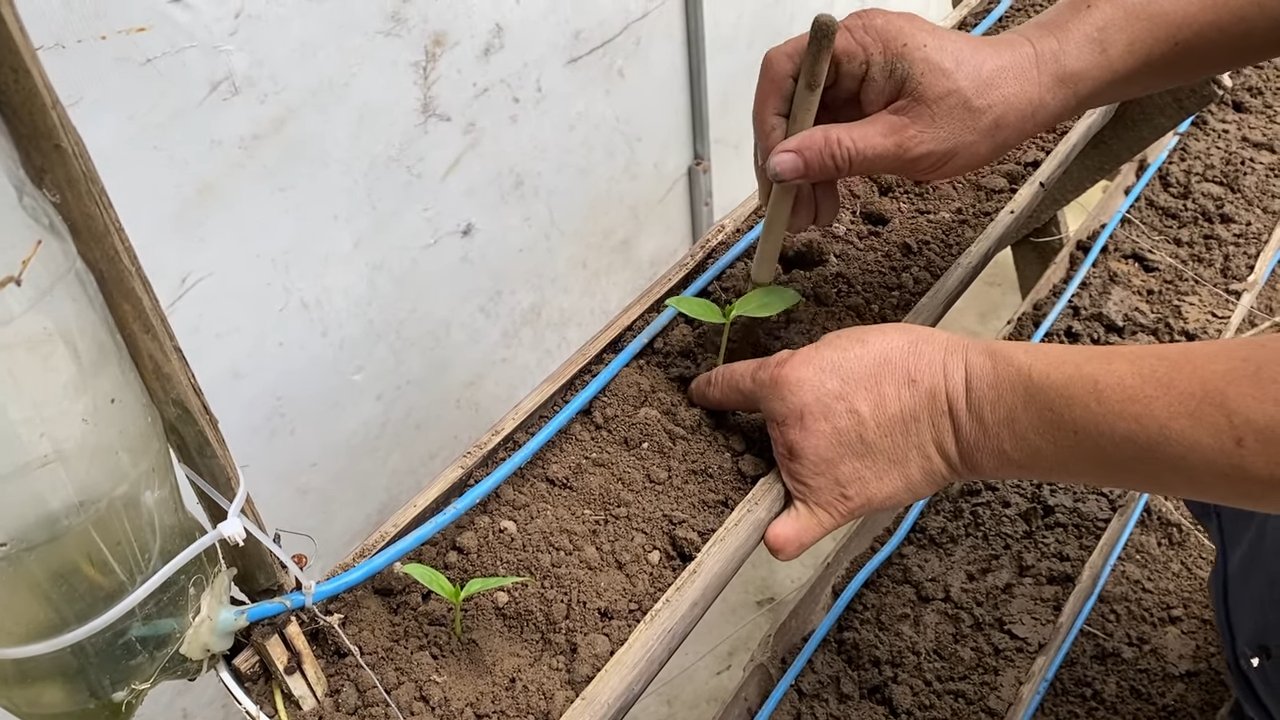 Spinat Pflanzgefäß selber bauen
