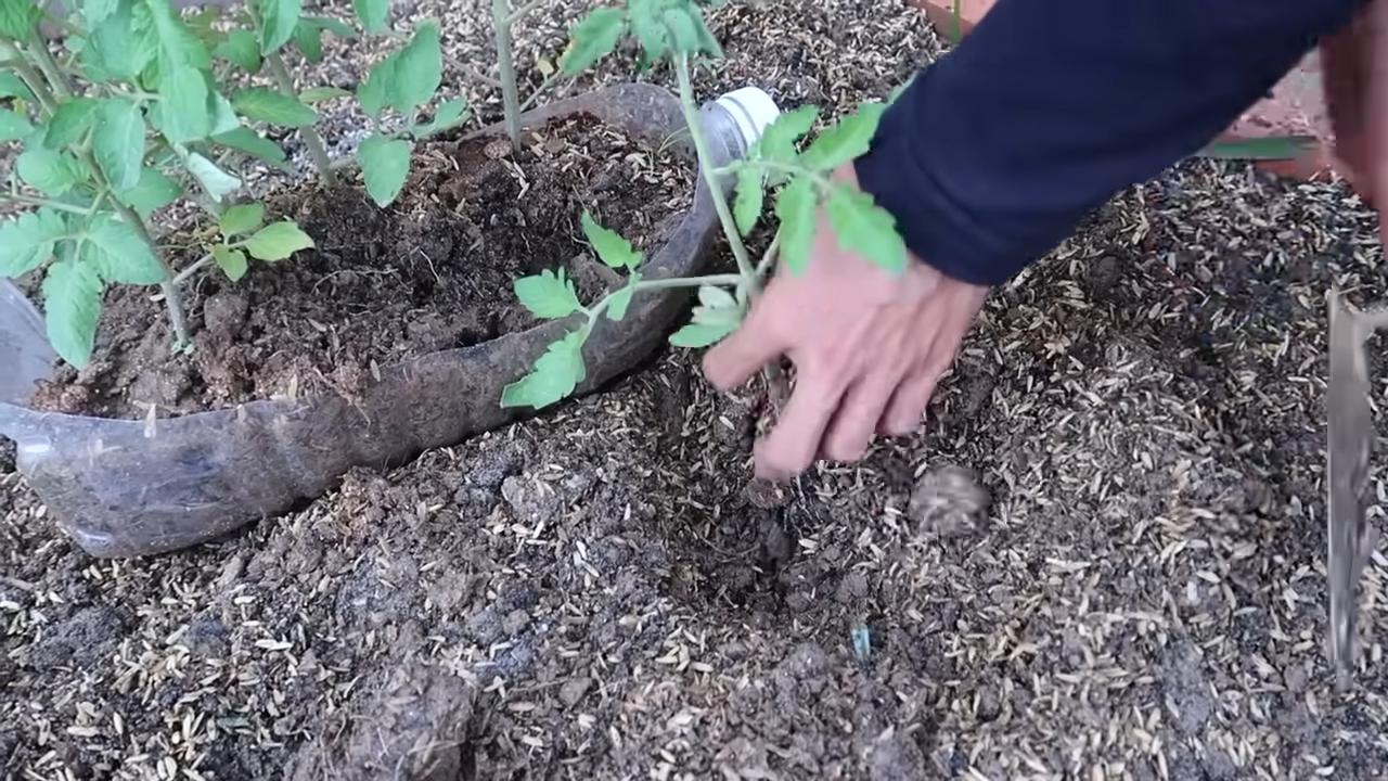 Tomaten Container selber bauen