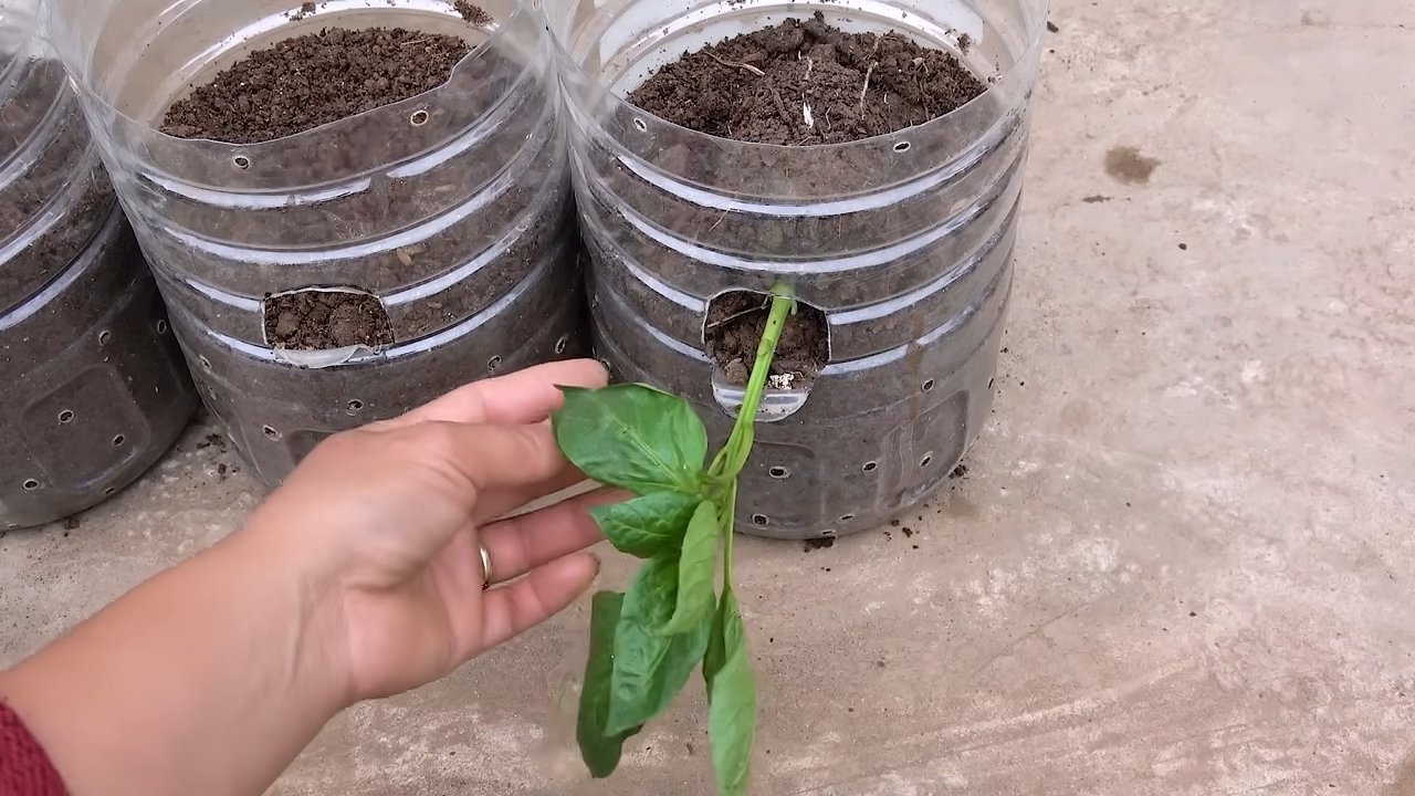 Paprika Anbau mit Recyclingflaschen