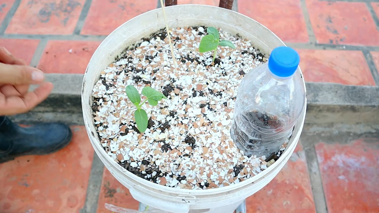 Melonen Anbau mit Eimer
