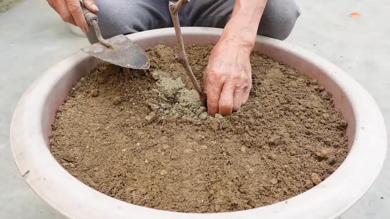 Zitronenbaum Ertrag steigern