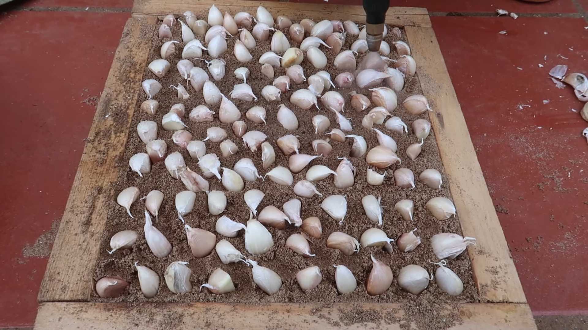 Knoblauch vermehren Plastiktüte