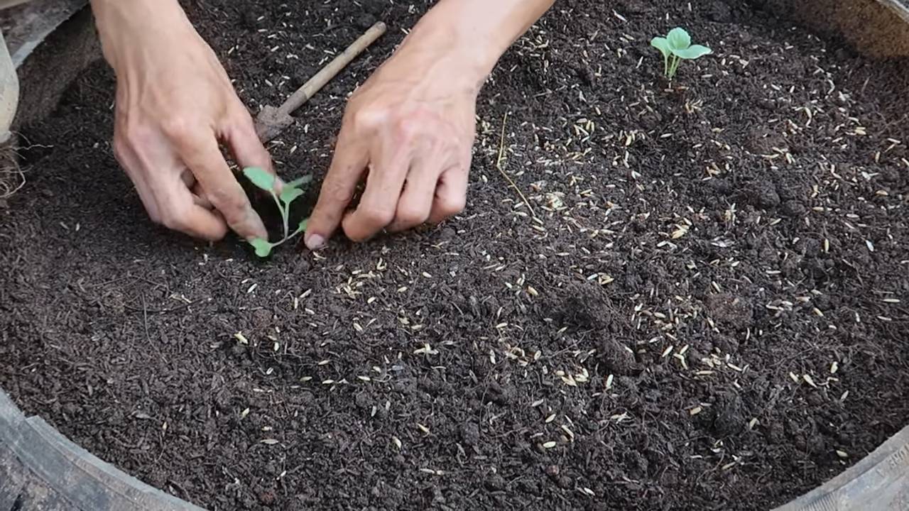 Kohl selber anbauen