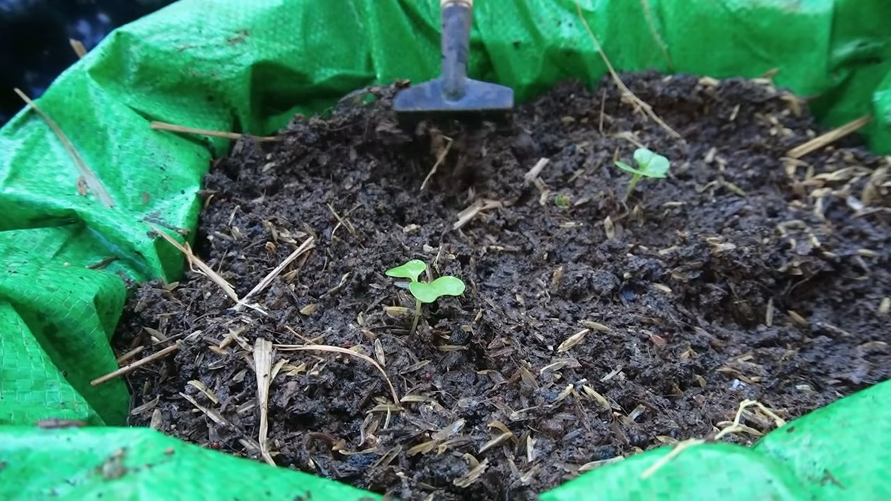Kohlrabi Anbau im Recycling Sack