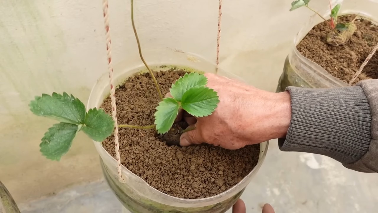 Erdbeeren pflücken jeden Tag