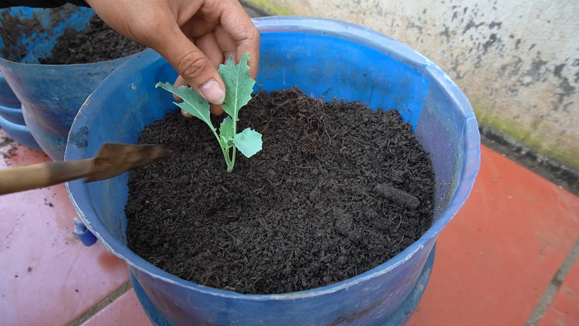 Kohlrabi Anbau Kleiner Raum