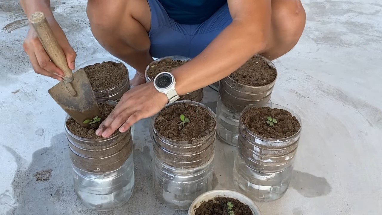 Senfgrün Flaschen Garten Trick