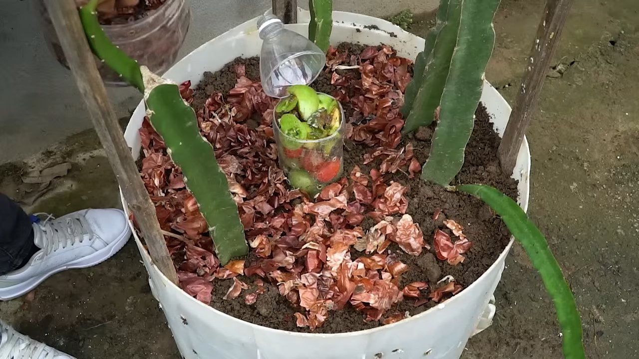Drachenfrucht selbst anbauen