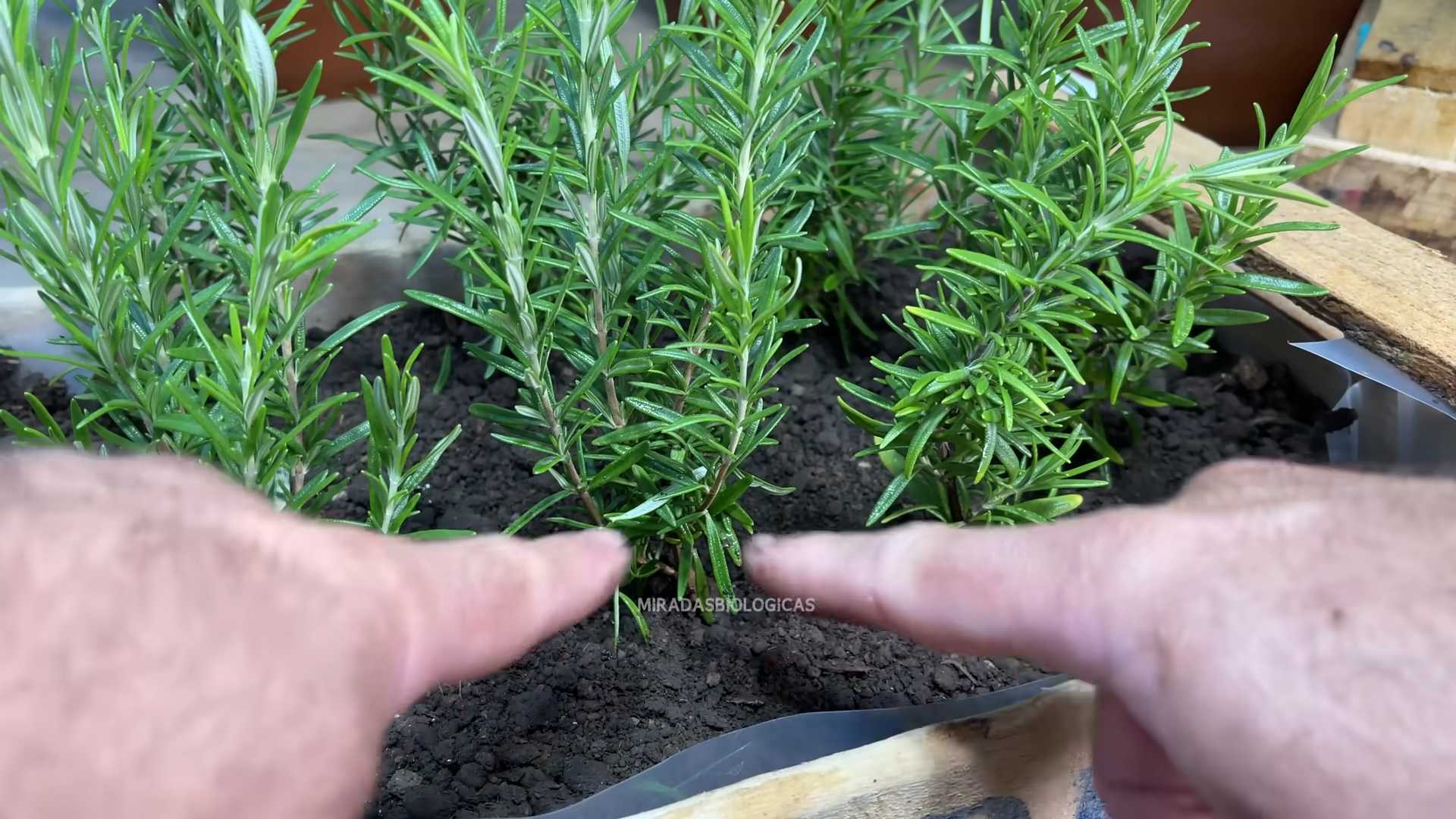 Rosmarin vermehren ohne Umtopfen