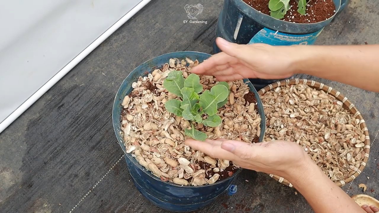 Blumenkohl anbauen für Faule