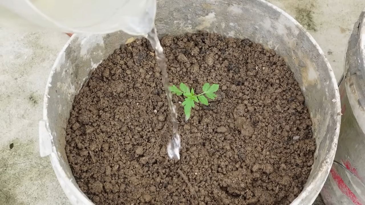 Indoor Tomaten Anbau
