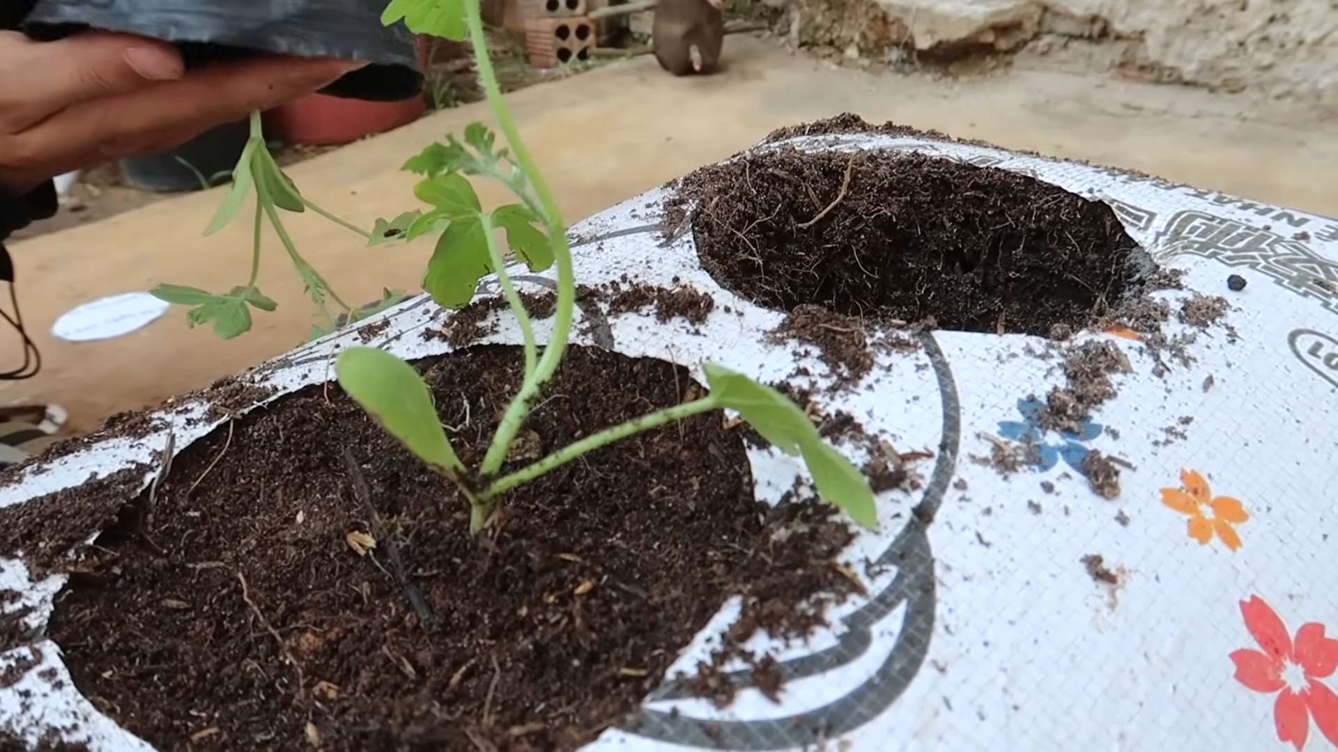 Sackgarten Wassermelonen anbauen