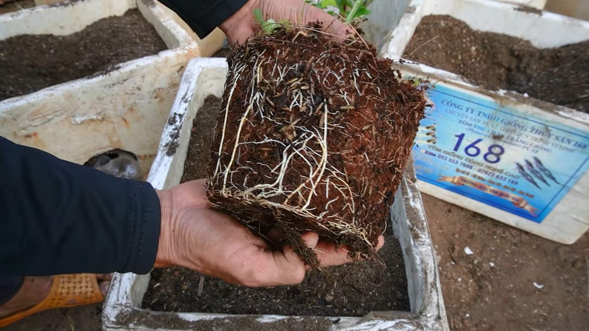 Passionsfrucht Anbau Zuhause