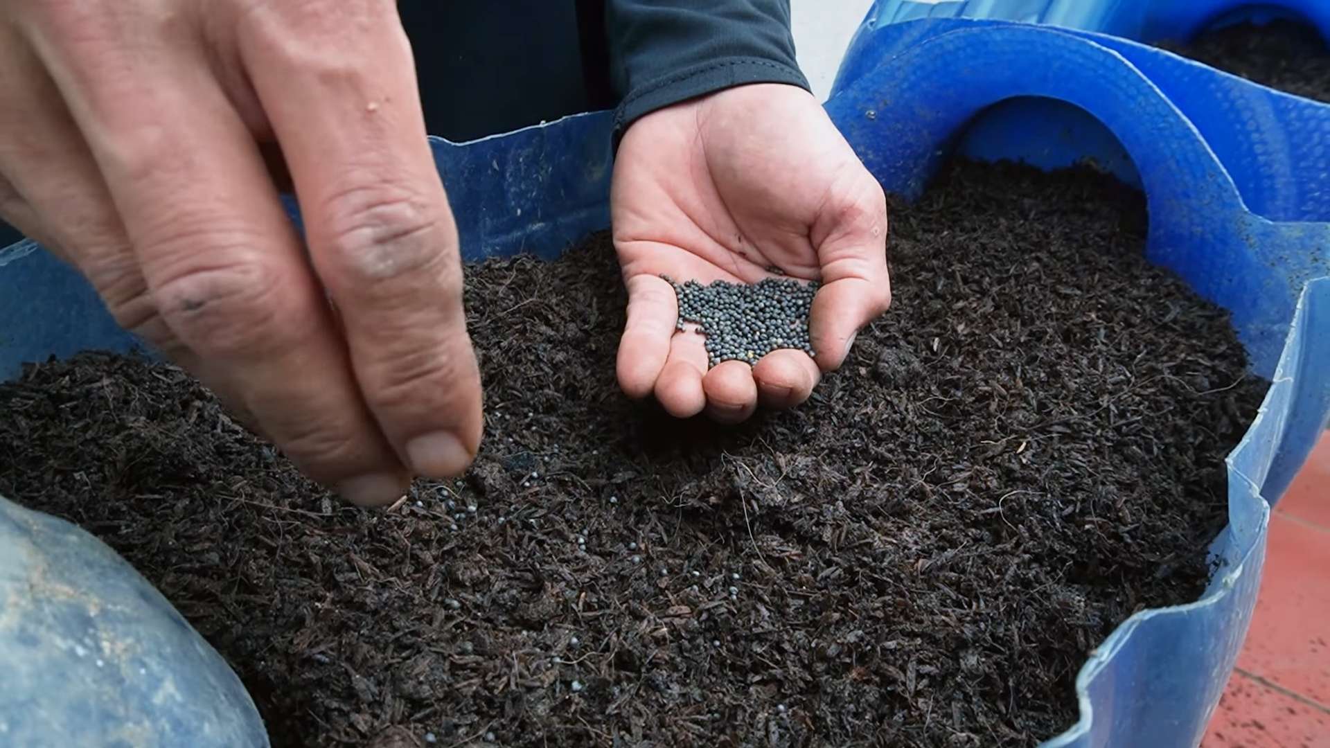Kohlrabiblätter Wachstum fördern