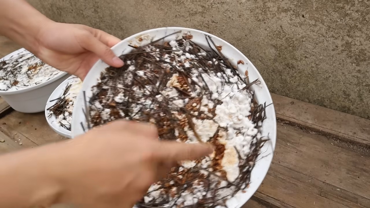Pilze züchten mit Schüssel