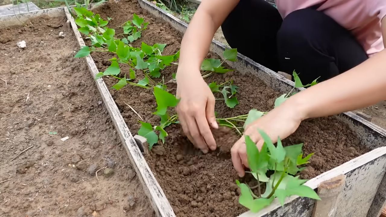 Süßkartoffeln platzsparend anbauen