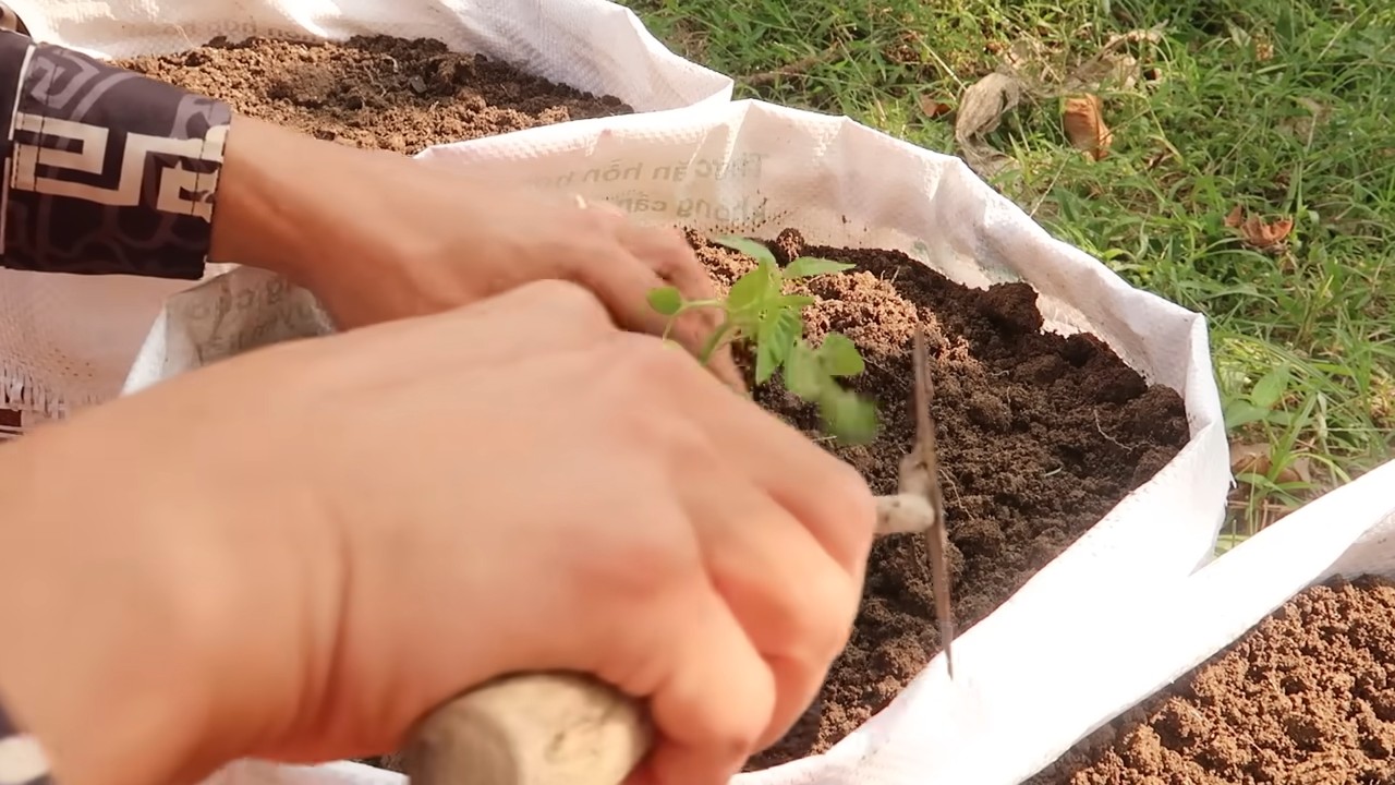Tomatenanbau im Sack