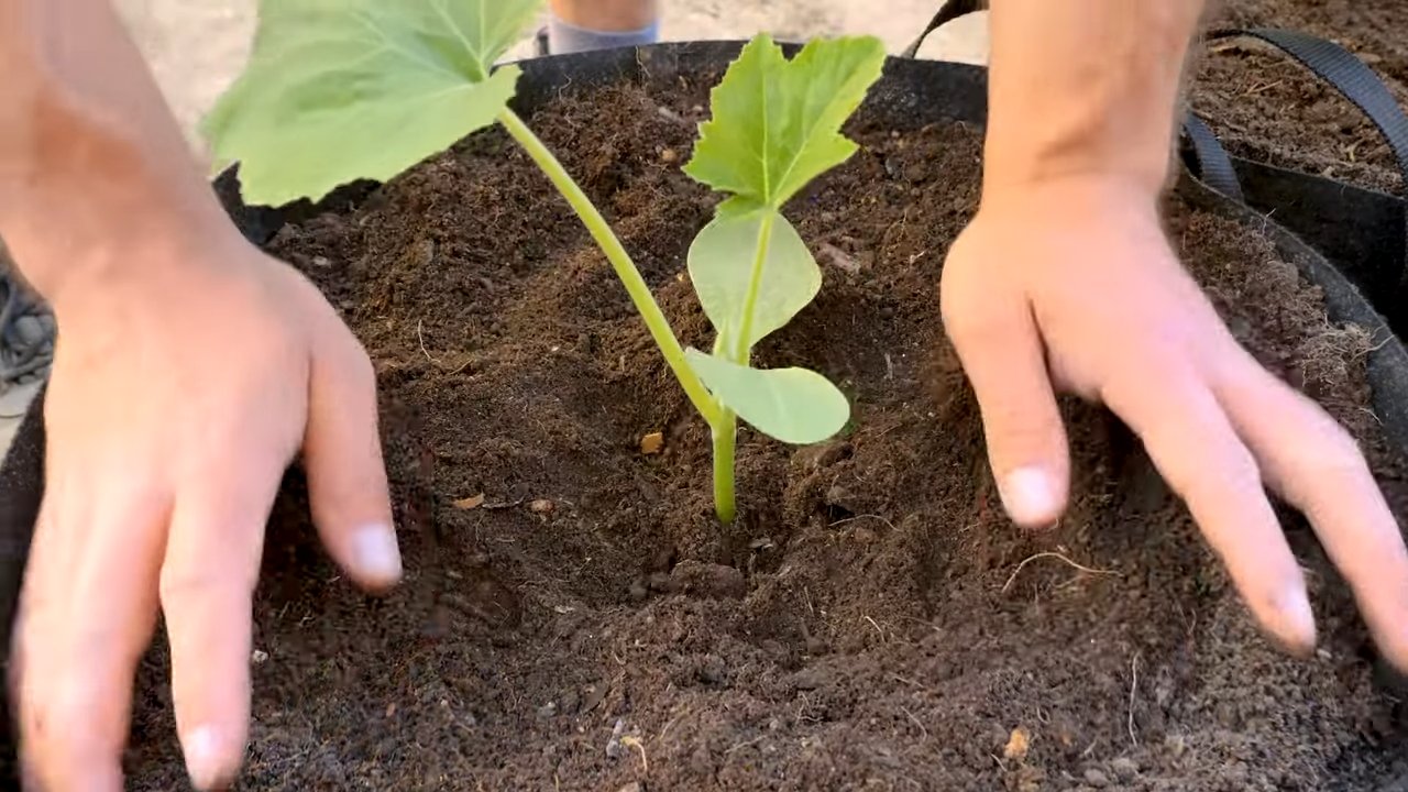 Sommer Kürbis Anbau ohne Garten