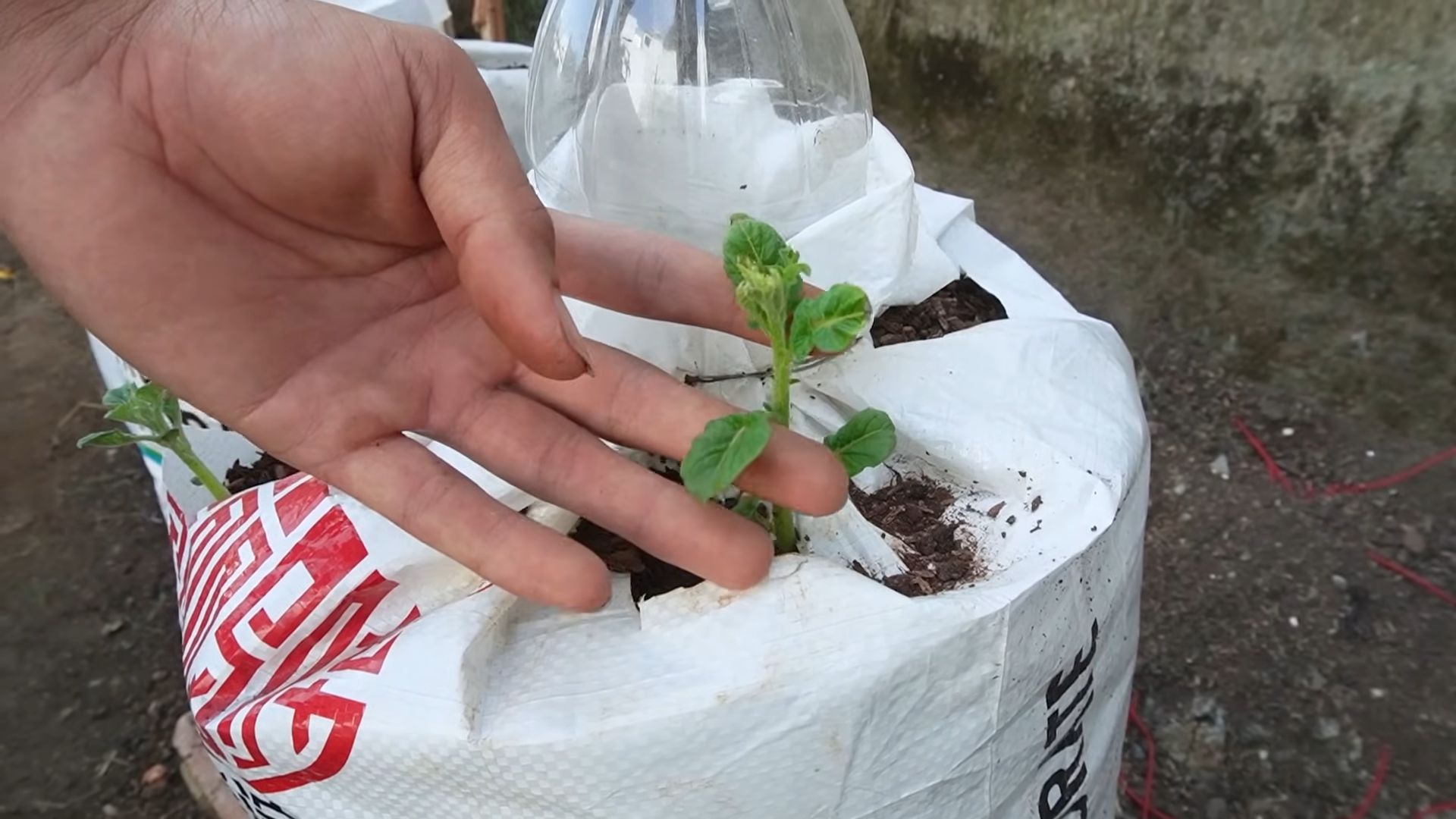 Kartoffeln anbauen Ertrag steigern