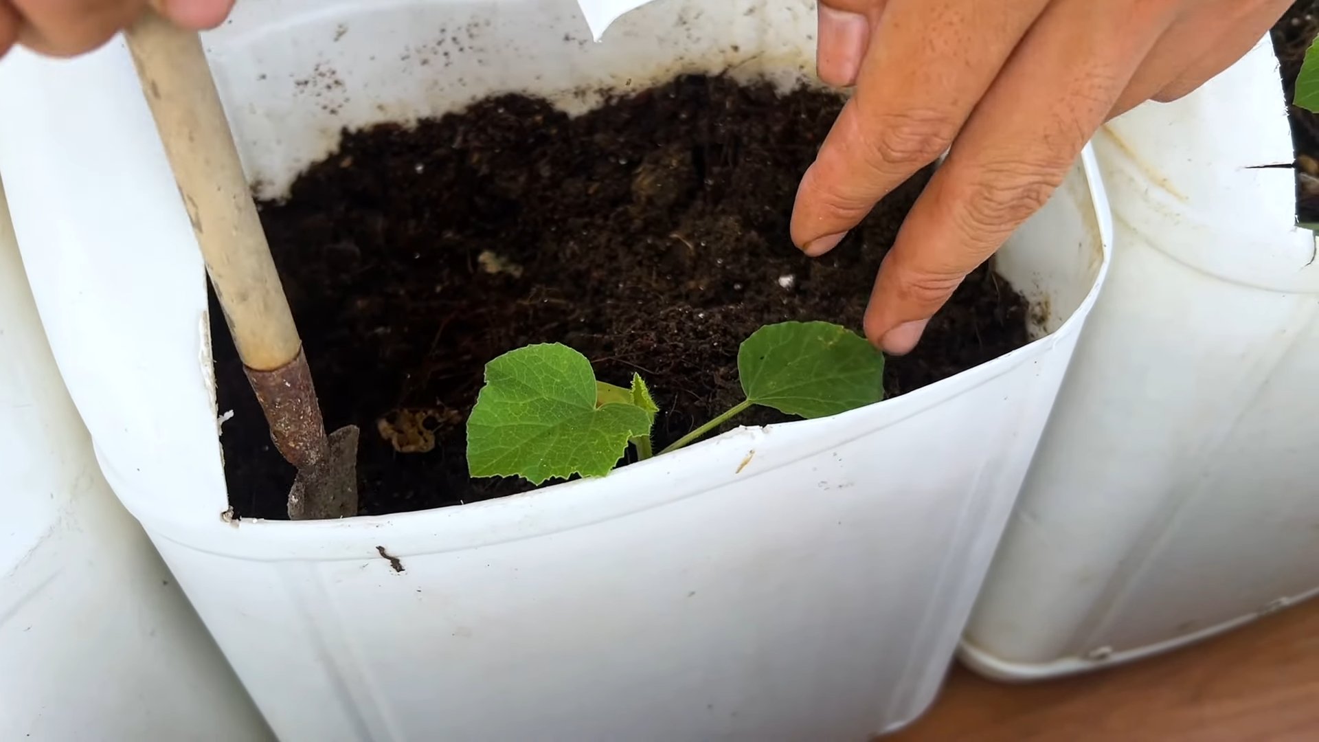 Melonen Anbau zu Hause