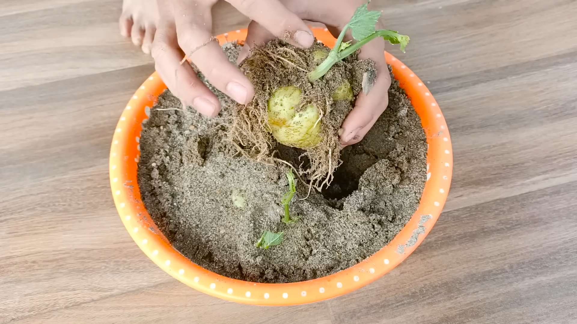 Chayote Anbau Dachterrasse