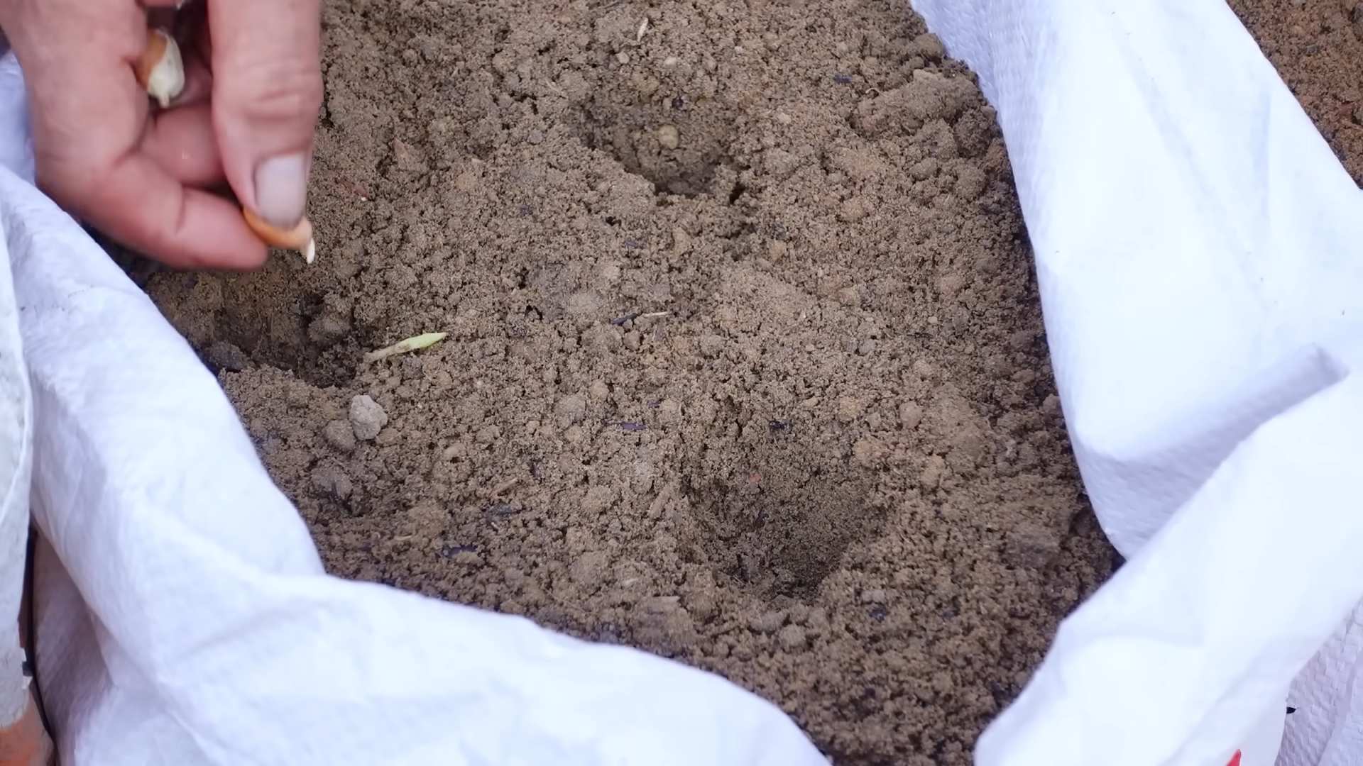 Drachenfrucht anbauen einfach