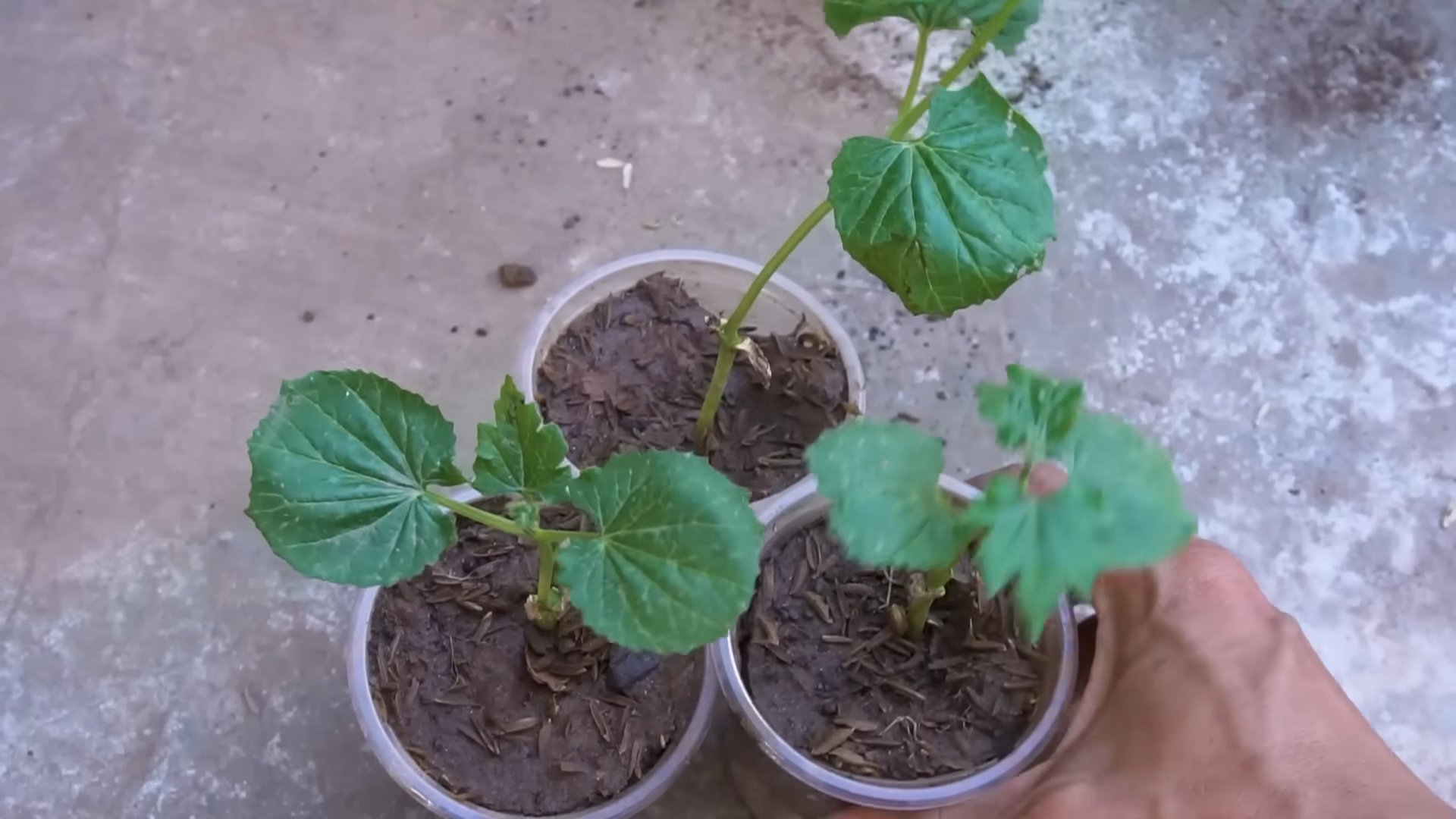 Balkon Bittermelone Anbau