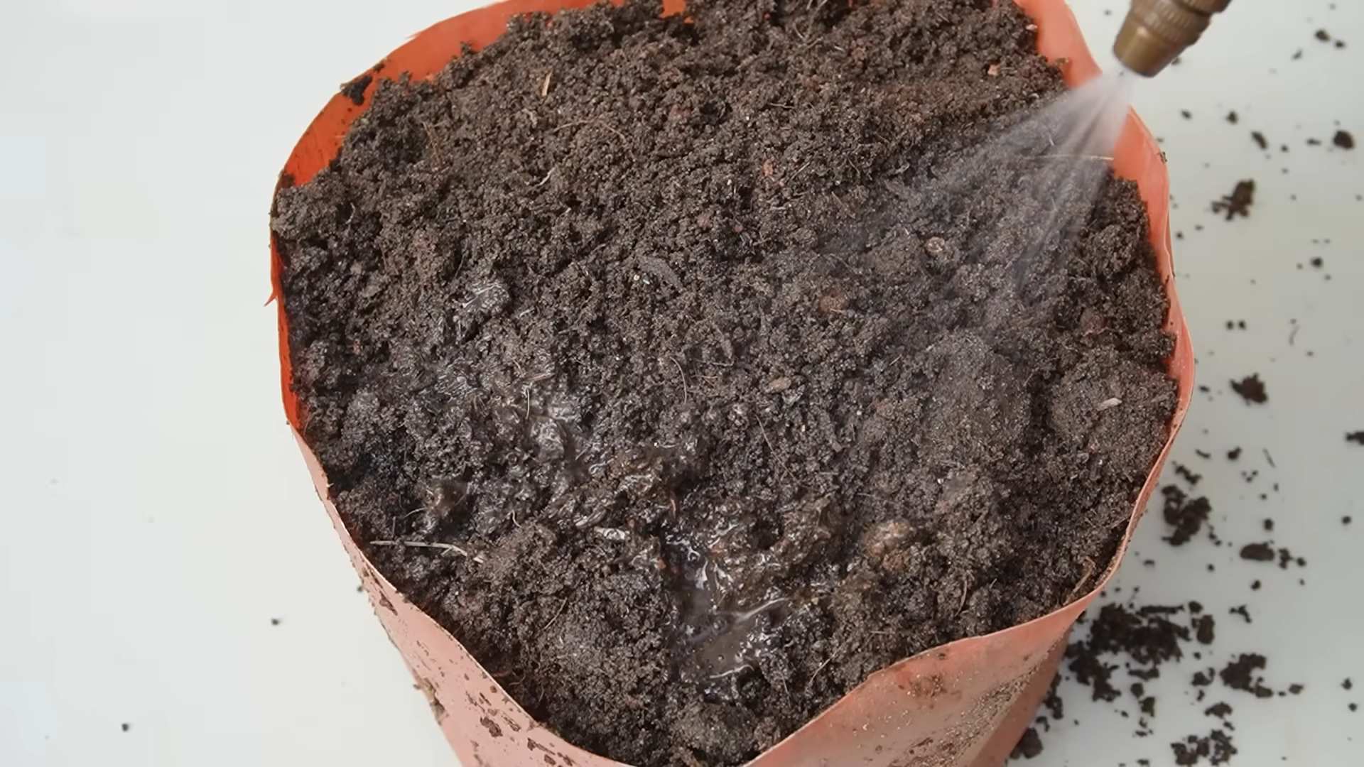 Tomatenanbau zu Hause für Familien