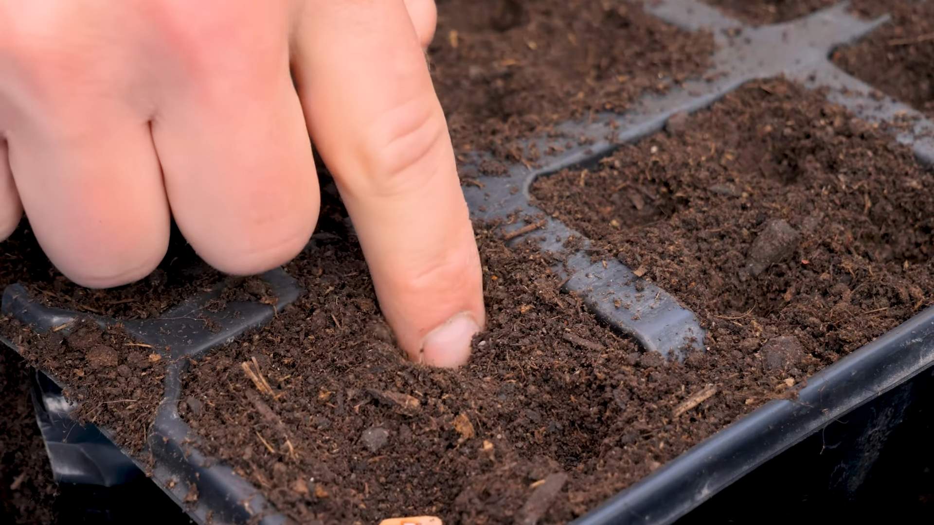 Buschbohnen Anbau im Garten