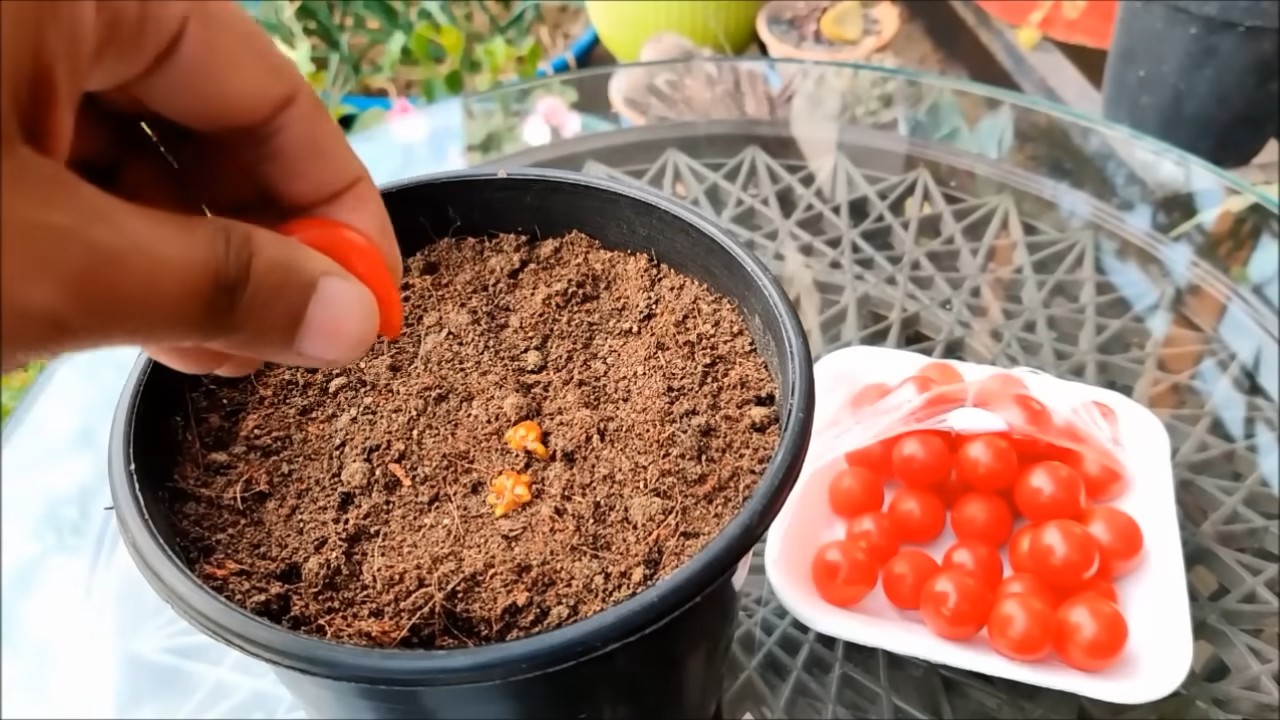Kirschtomaten anbauen