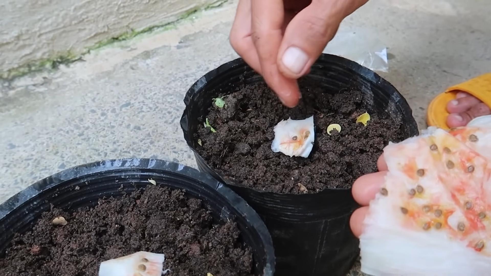 Tomaten im Topf anpflanzen