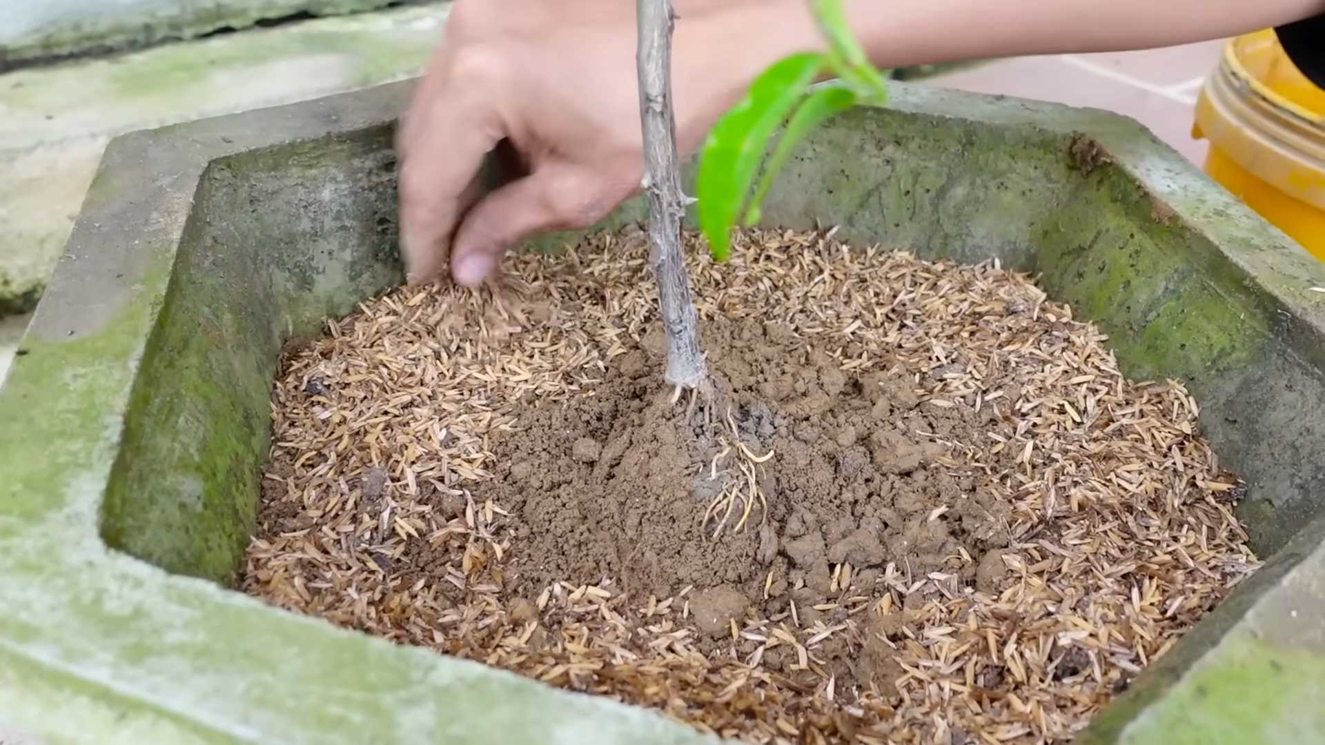 Kalamansi Zitronen Topf Anbau